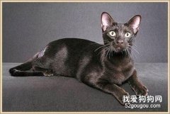 哈瓦那棕猫怎么洗澡 哈瓦那猫洗澡注意事项