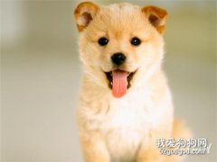 <b>柴犬的训练方法,怎样训练柴犬</b>