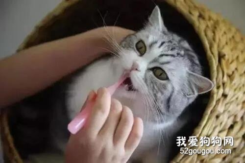 <b>猫咪常见口腔疾病症状及治疗方法</b>