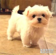 马尔济斯犬不能吃什么 马尔济斯犬不能吃的食物大全