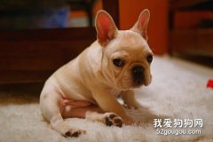 法斗感冒怎么办 法国斗牛犬感冒护理方法