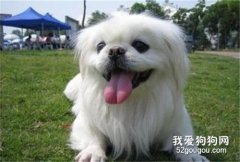 京巴犬腰间盘突出怎么照顾 北京犬腰间盘突出护理方法