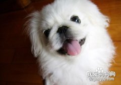 京巴犬角膜炎症状和治疗方法