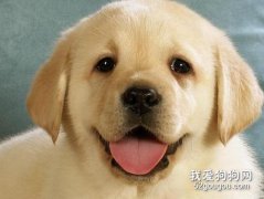 <b>造成狗狗嘴巴臭的原因有哪些？应该如何来预防狗狗口臭？</b>