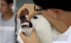 狗狗洗牙需要注意的那些事儿？