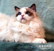 布偶猫是哪产的 布偶猫性格怎么样？