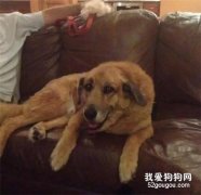 <b>爱犬去世第二天，狗碗里竟多出这个东西...</b>