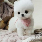 博美犬性格特点是什么?