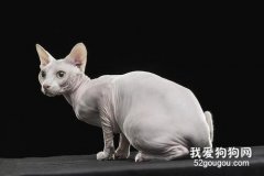 养一只无毛猫要注意哪些事情