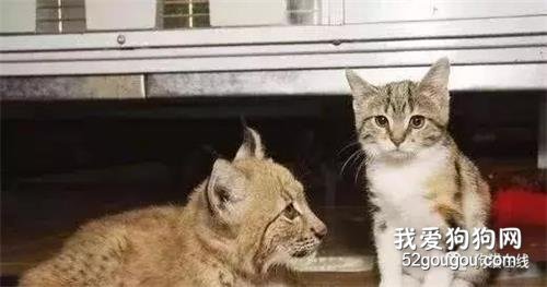 <b>流浪猫误入动物园，无路可走被本家亲戚收留，互相陪伴11年</b>