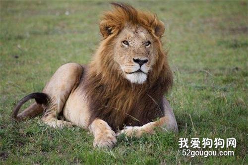 世界十大禁养猫科动物 没错，有你最喜欢的“大猫”！世界十大禁养猫科动物 没错，有你最喜欢的“大猫”！