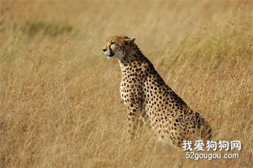 世界十大禁养猫科动物 没错,有你最喜欢的“大猫”!世界十大禁养猫科动物 没错,有你最喜欢的“大猫”!