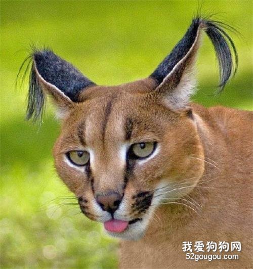 世界十大禁养猫科动物 没错，有你最喜欢的“大猫”！世界十大禁养猫科动物 没错，有你最喜欢的“大猫”！