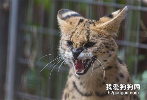 世界十大禁养猫科动物 没错，有你最喜欢的“大猫”！世界十大禁养猫科动物 没错，有你最喜欢的“大猫”！