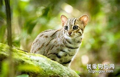 世界十大禁养猫科动物 没错，有你最喜欢的“大猫”！世界十大禁养猫科动物 没错，有你最喜欢的“大猫”！