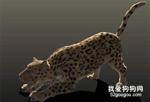 世界十大禁养猫科动物 没错,有你最喜欢的“大猫”!世界十大禁养猫科动物 没错,有你最喜欢的“大猫”!