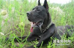 <b>大丹犬怎么美容 大丹犬美容技巧</b>