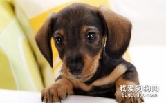 腊肠犬怎么自制狗粮 腊肠犬自制狗粮配方介绍