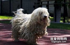 可蒙犬毛发怎么护理 可蒙犬毛发梳理修剪方法