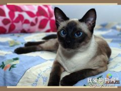 <b>暹罗猫性格好吗 挖煤猫适合饲养在家里吗?</b>