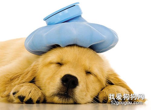 狗狗最容易患上哪些传染病?