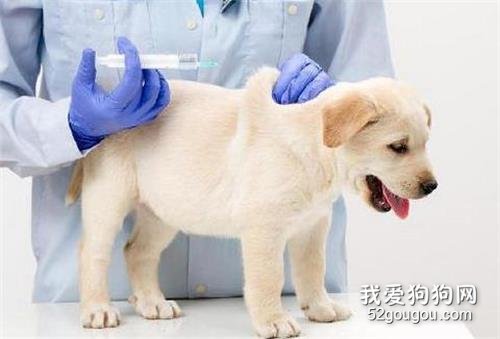 狗要打哪些疫苗?