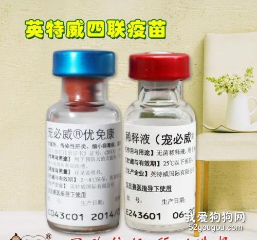 狗要打哪些疫苗?