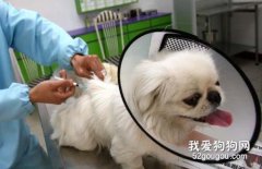 <b>狗狗注射疫苗的注意事项和不良反应</b>