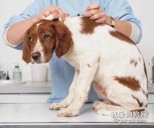 狗狗注射疫苗的注意事项和不良反应