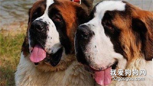 如何办理犬证?