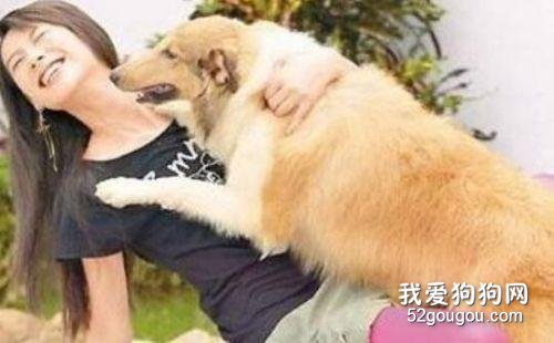 如何纠正狗狗扑人的坏习惯?