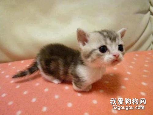 猫咪有猫藓怎么办?