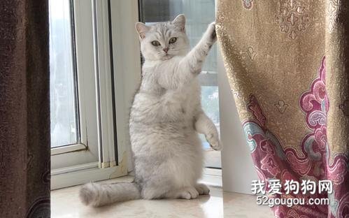 猫总是抓窗帘怎么办?
