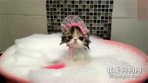 猫冬天可以洗澡吗？