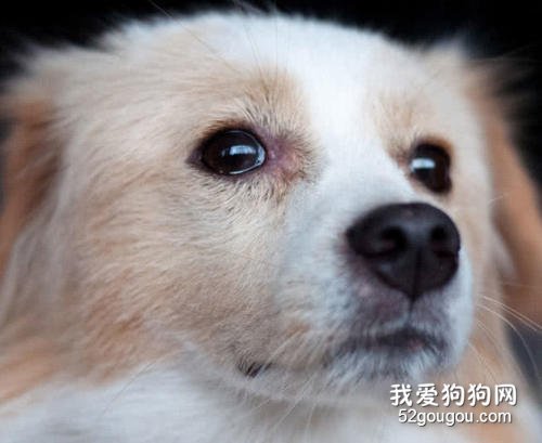 狗狗眼睛总是流眼泪是怎么回事?