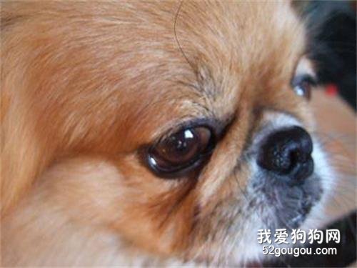 狗狗眼睛总是流眼泪是怎么回事?