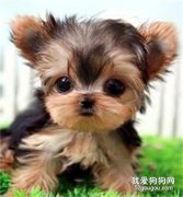 <b>狗狗吃什么毛发亮？ 九个常见宠物美容的大问题</b>