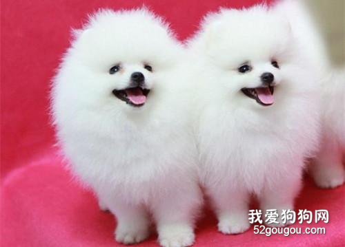 狗狗吃什么毛发亮?