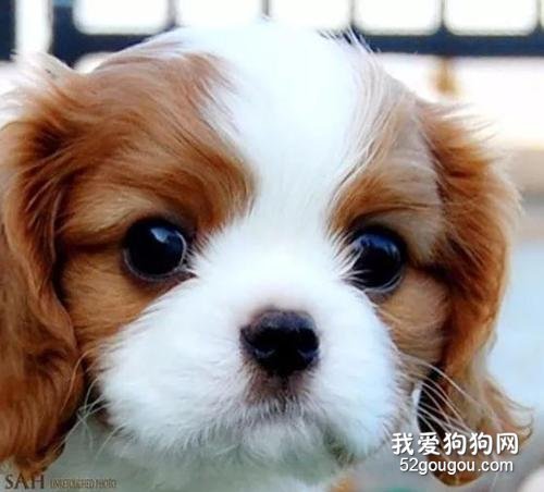 查理王小猎犬掉毛吗