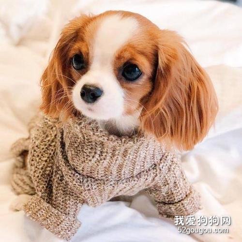 查理王小猎犬掉毛吗