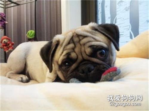 幼犬一般多大可以带出门?