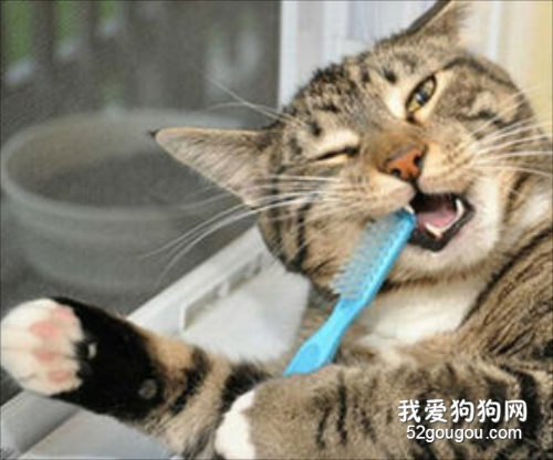 有牙结石的猫咪刷牙有用吗？