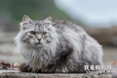 西伯利亚猫的性格特点有哪些？
