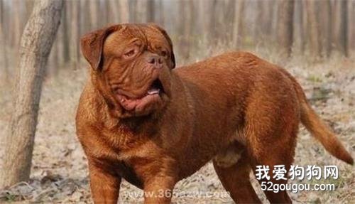 波尔多犬的性格 该犬对家庭很忠贞