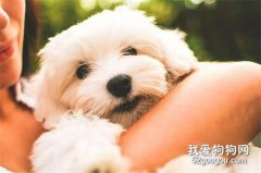 <b>养小狗时注意不要随便洗澡</b>