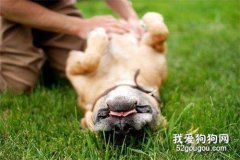 <b>狗狗露肚皮，只是因为信任你？</b>