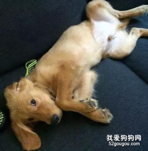 狗狗露肚皮,只是因为信任你?