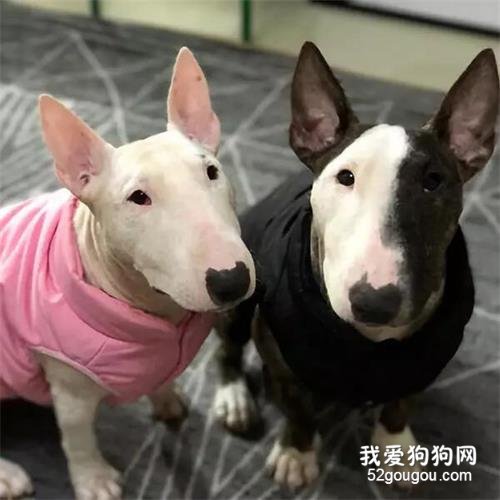 狗狗便秘症状及治疗 如何预防狗狗便秘?