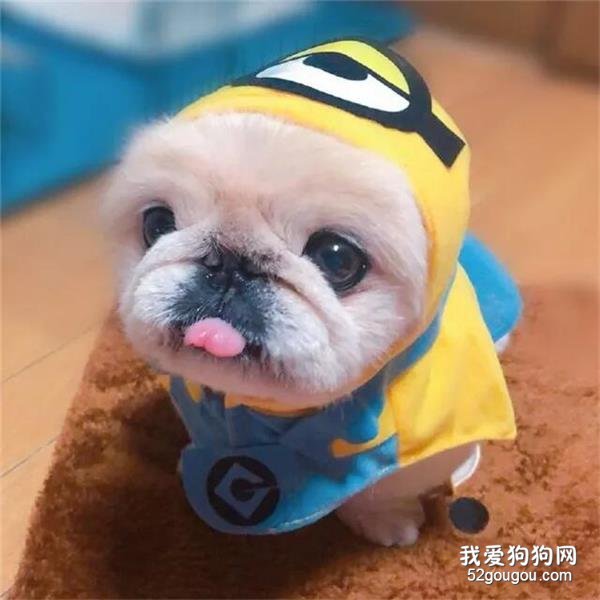 狗狗便秘症状及治疗 如何预防狗狗便秘?