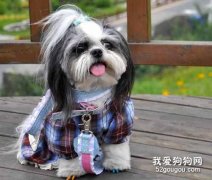 <b>狗狗四肢无力站不起来怎么回事？</b>